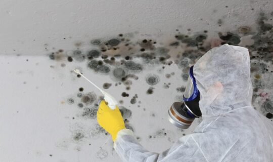 Mold in the Basement: Preventive Measures and Tips