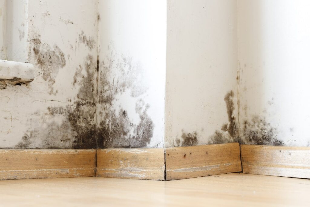 Common Signs of a Damp Basement: Damp basement damaged by black mold and fungus, dampness or water